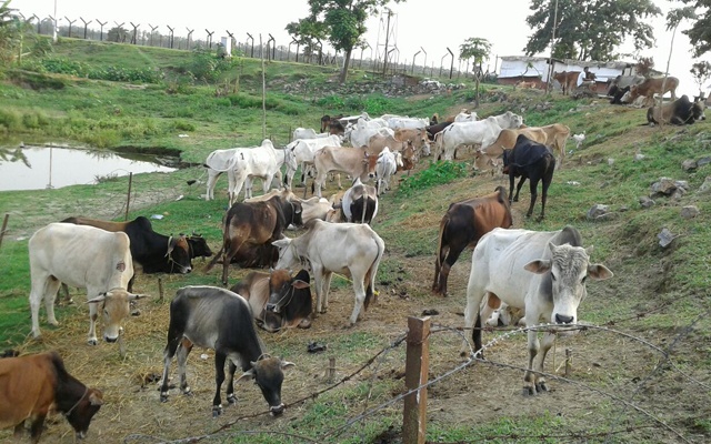 BSF-seizes-of-175-cattle