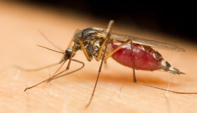 Dengue-fever-symptoms-and-prevention