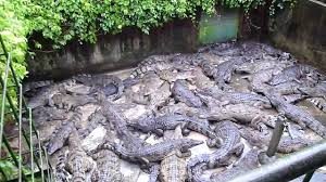 Crocodile farm bangladesh_2