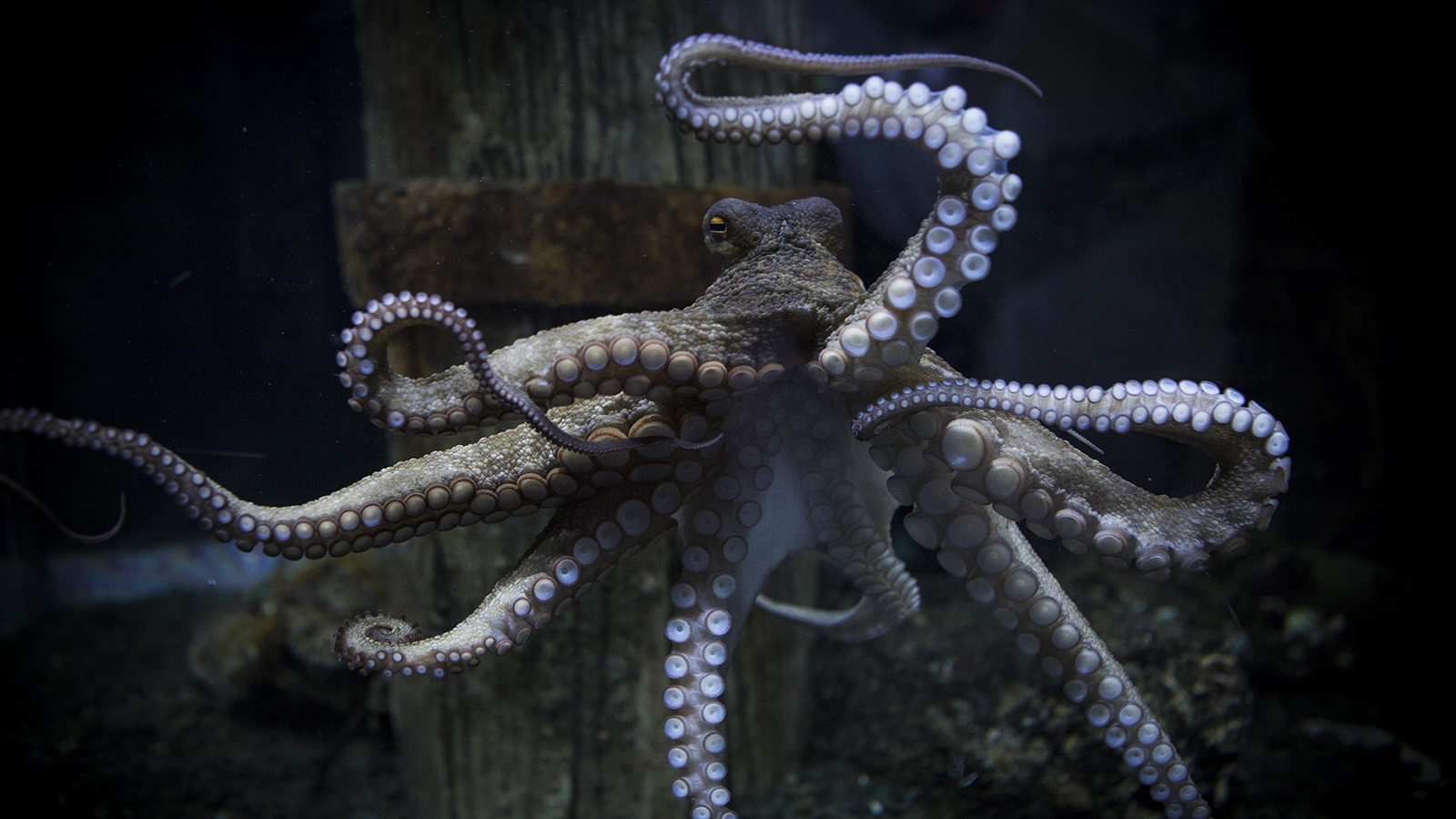 octopus-অক্টোপাস