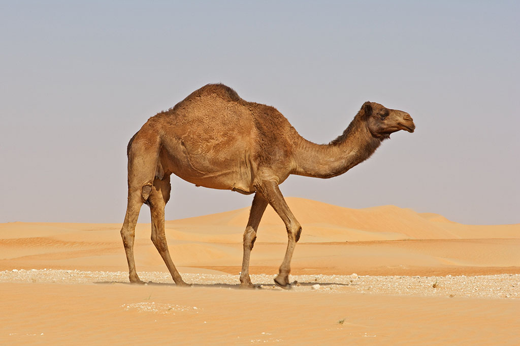 উট-camel