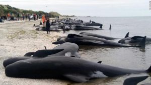 Whale dead in australia